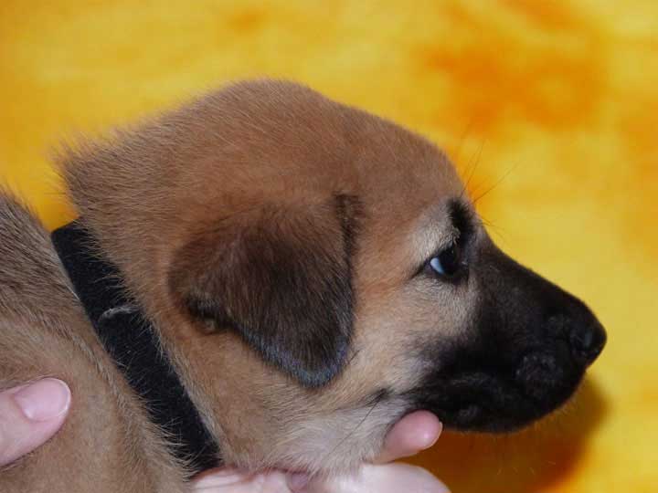 chinook puppy